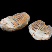 Flexicalymene Trilobite Pair from Morocco 50*35*23mm 48g in sunlight - Rocks and Things Store