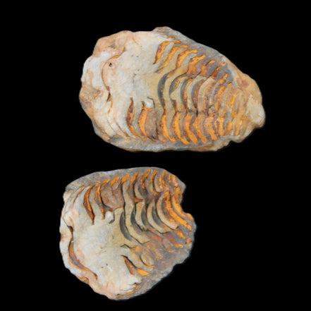 Flexicalymene Trilobite Pair from Morocco 50*35*23mm 48g in sunlight - Rocks and Things Store