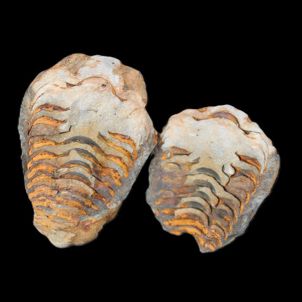 Flexicalymene Trilobite Pair from Morocco 50*35*23mm 48g in sunlight - Rocks and Things Store