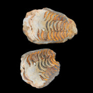 Flexicalymene Trilobite Pair from Morocco 50*35*23mm 48g in sunlight - Rocks and Things Store
