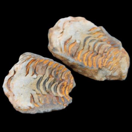 Flexicalymene Trilobite Pair from Morocco 50*35*23mm 48g in sunlight - Rocks and Things Store