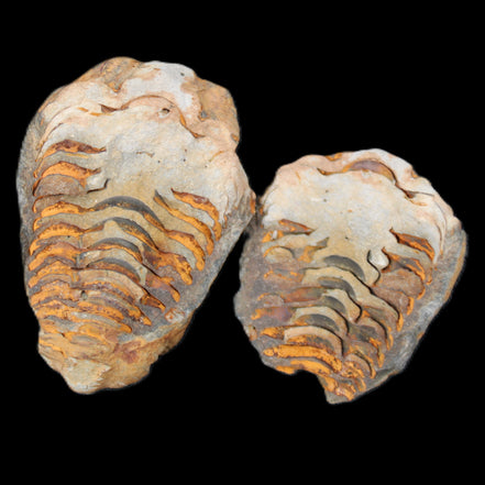 Flexicalymene Trilobite Pair from Morocco 50*35*23mm 48g in sunlight - Rocks and Things Store