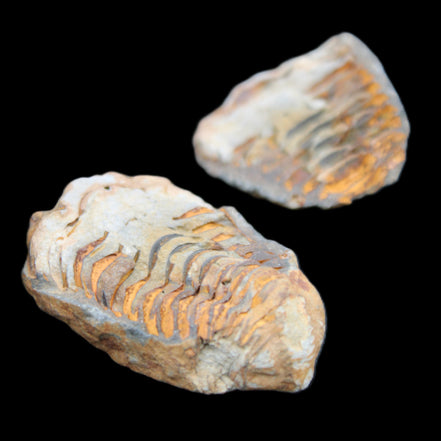 Flexicalymene Trilobite Pair from Morocco 50*35*23mm 48g in sunlight - Rocks and Things Store