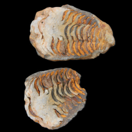 Flexicalymene Trilobite Pair from Morocco 50*35*23mm 48g in sunlight - Rocks and Things Store