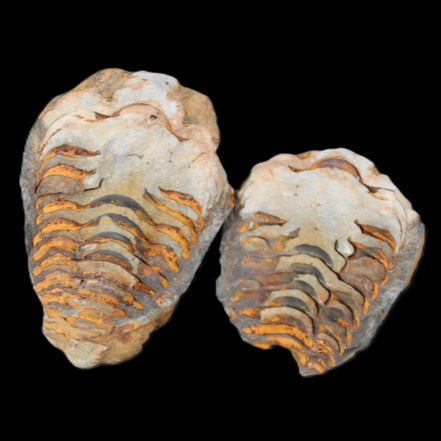 Flexicalymene Trilobite Pair from Morocco 50*35*23mm 48g in sunlight - Rocks and Things Store