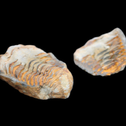 Flexicalymene Trilobite Pair from Morocco 50*35*23mm 48g in sunlight - Rocks and Things Store