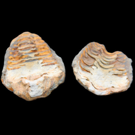 Flexicalymene Trilobite Pair from Morocco 50*35*23mm 48g in sunlight - Rocks and Things Store