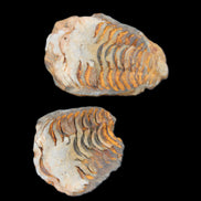 Flexicalymene Trilobite Pair from Morocco 50*35*23mm 48g in sunlight - Rocks and Things Store