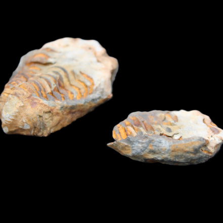 Flexicalymene Trilobite Pair from Morocco 50*35*23mm 48g in sunlight - Rocks and Things Store