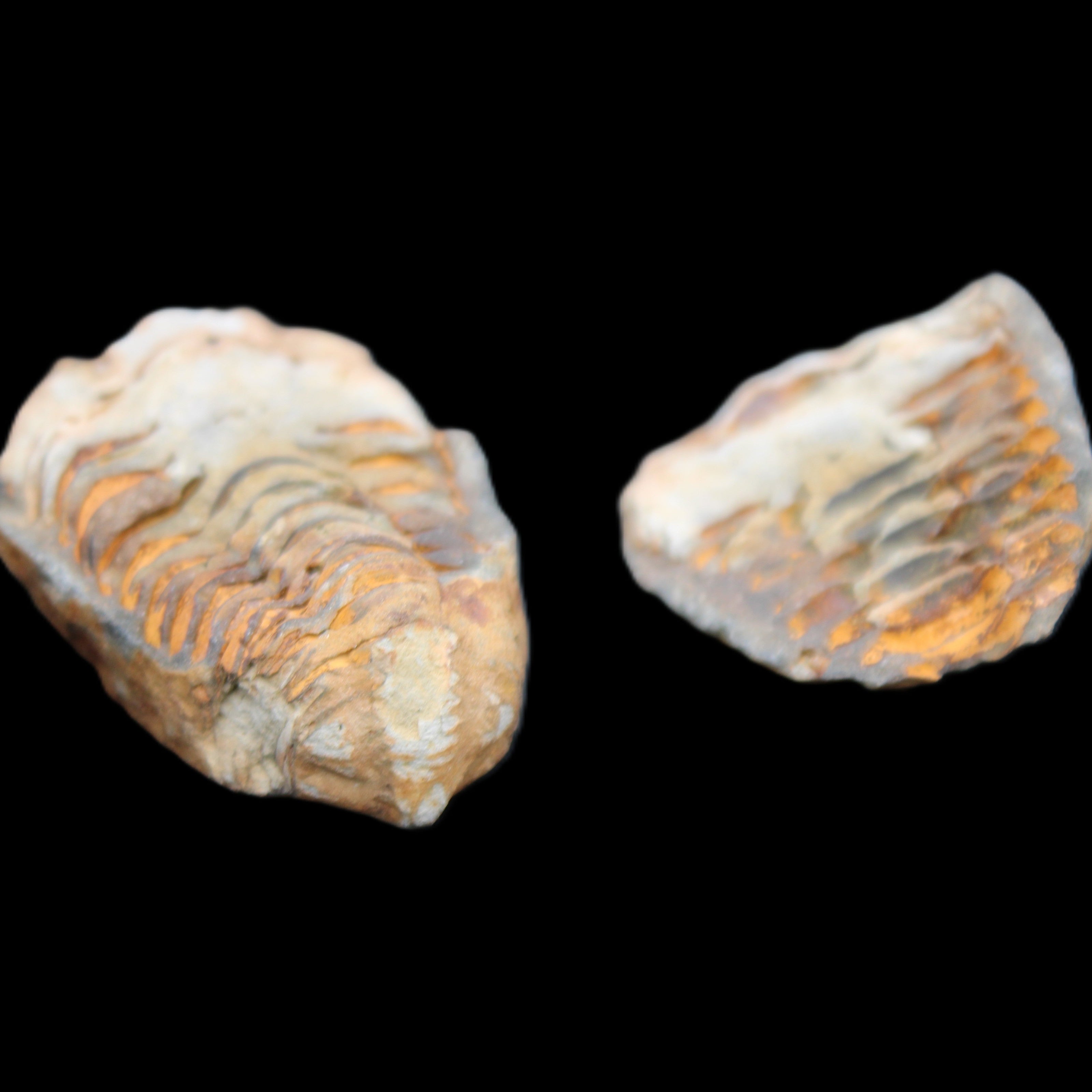 Flexicalymene Trilobite Pair from Morocco 50*35*23mm 48g in sunlight - Rocks and Things Store