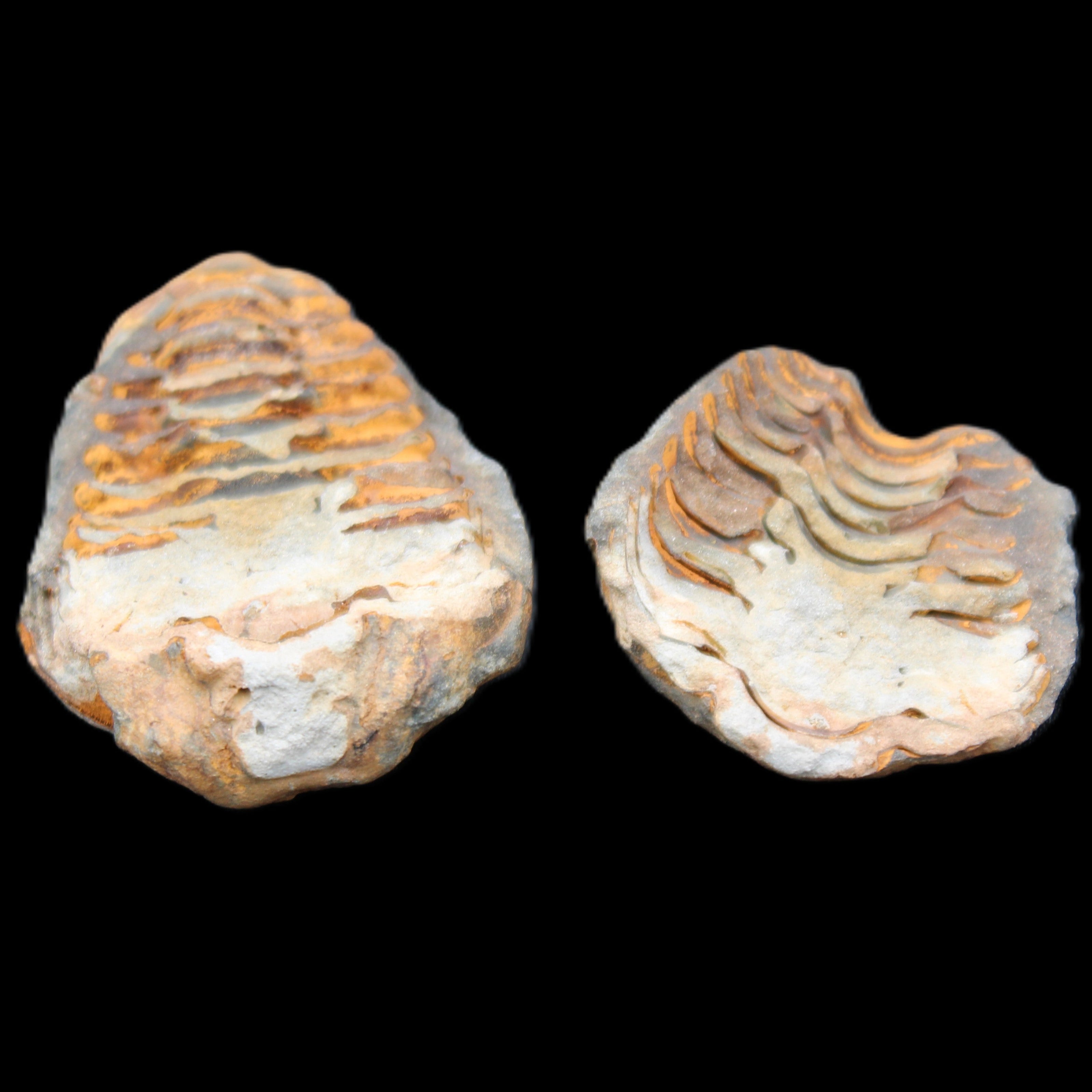 Flexicalymene Trilobite Pair from Morocco 50*35*23mm 48g in sunlight - Rocks and Things Store