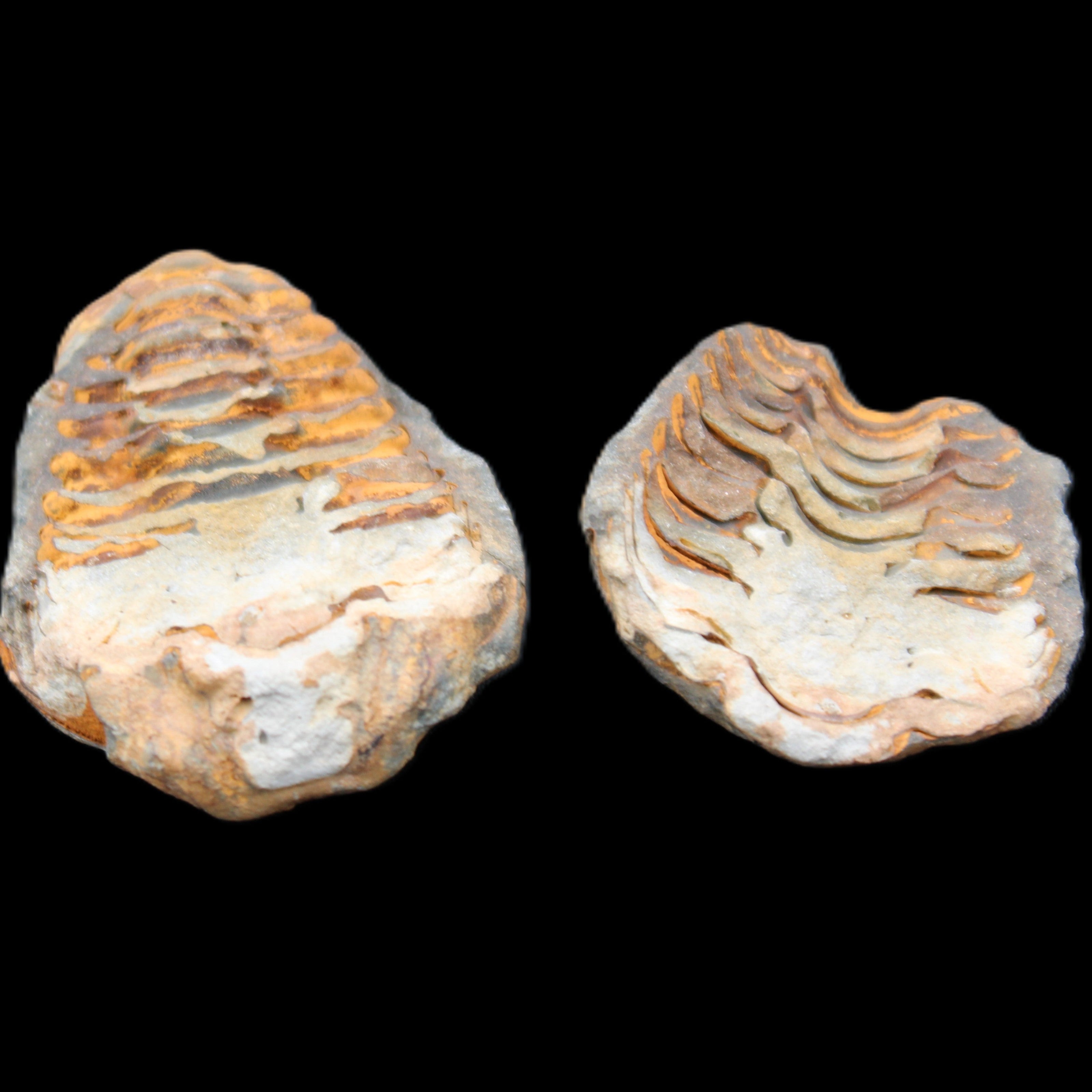 Flexicalymene Trilobite Pair from Morocco 50*35*23mm 48g in sunlight - Rocks and Things Store