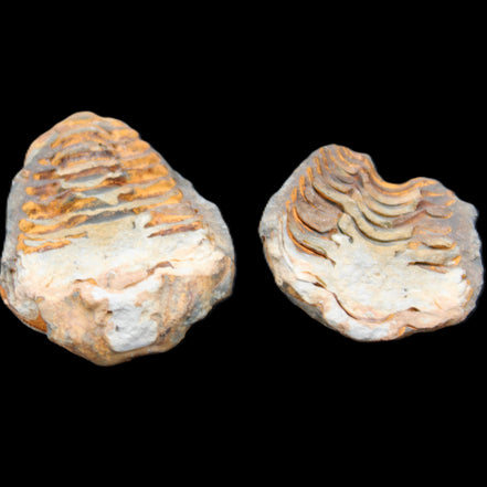 Flexicalymene Trilobite Pair from Morocco 50*35*23mm 48g in sunlight - Rocks and Things Store