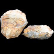 Flexicalymene Trilobite Pair from Morocco 50*35*23mm 48g in sunlight - Rocks and Things Store