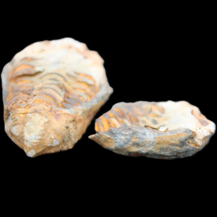 Flexicalymene Trilobite Pair from Morocco 50*35*23mm 48g in sunlight - Rocks and Things Store