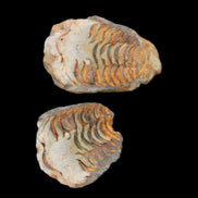 Flexicalymene Trilobite Pair from Morocco 50*35*23mm 48g in sunlight - Rocks and Things Store