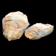 Flexicalymene Trilobite Pair from Morocco 50*35*23mm 48g in sunlight - Rocks and Things Store