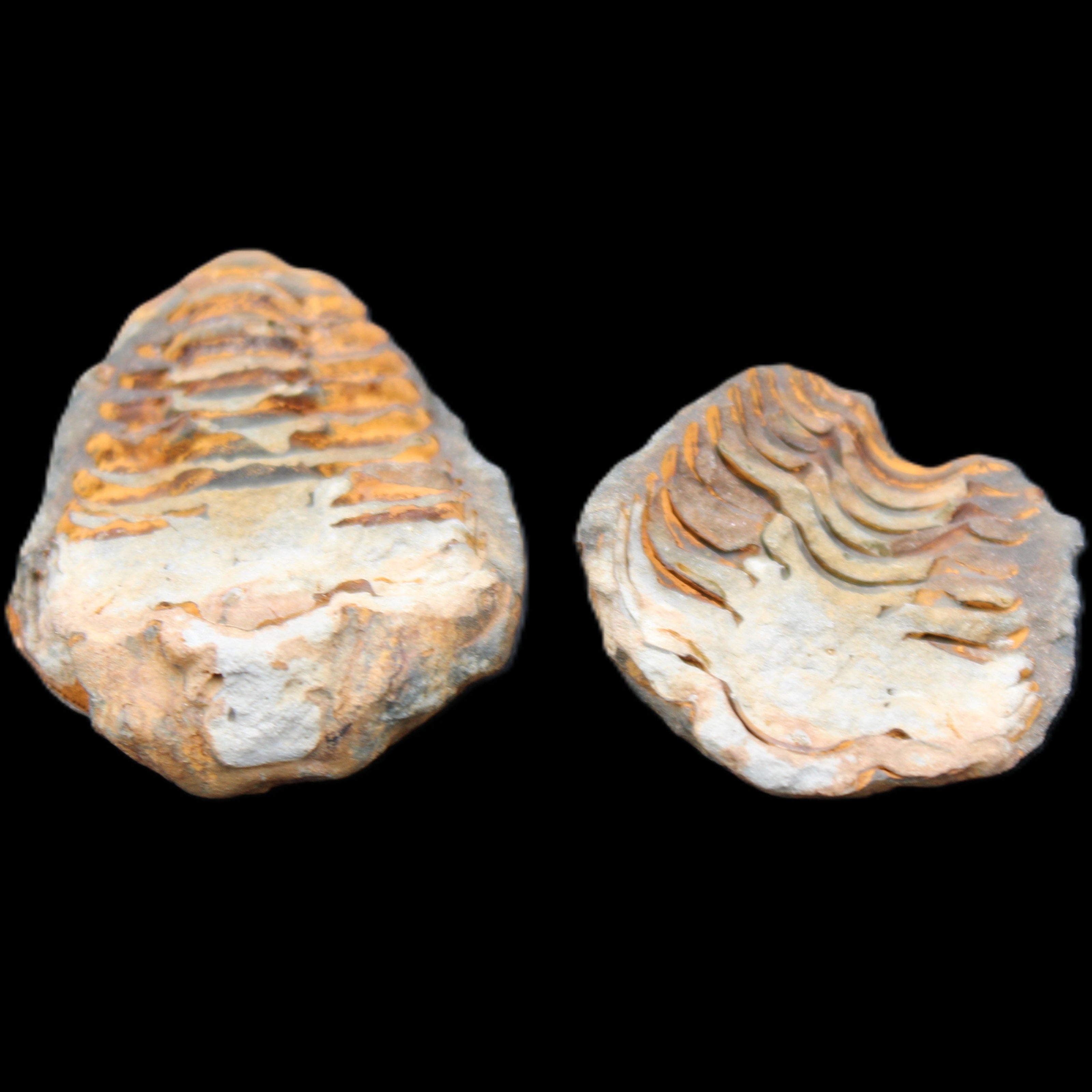 Flexicalymene Trilobite Pair from Morocco 50*35*23mm 48g in sunlight - Rocks and Things Store