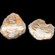 Flexicalymene Trilobite Pair from Morocco 50*35*23mm 48g in sunlight - Rocks and Things Store