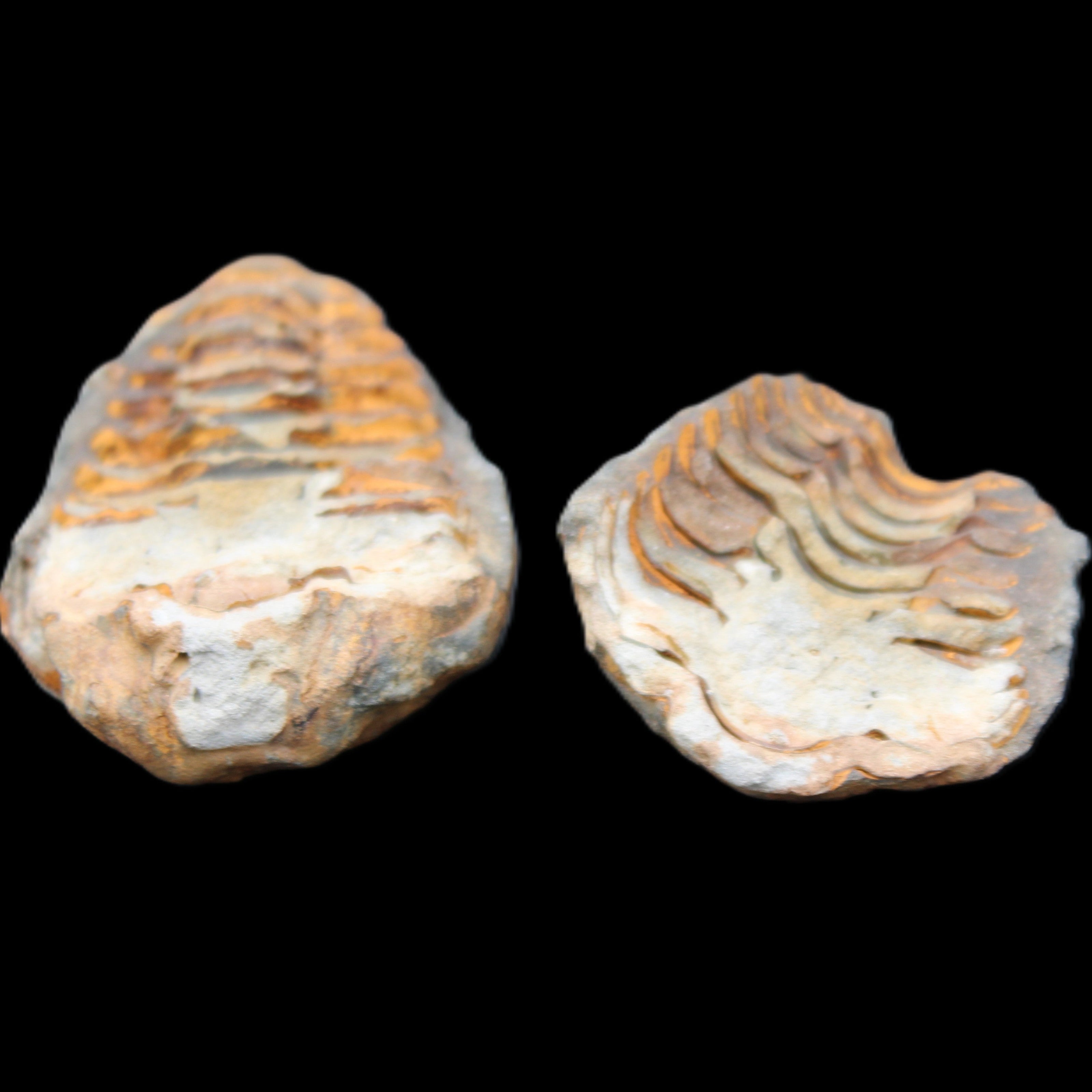 Flexicalymene Trilobite Pair from Morocco 50*35*23mm 48g in sunlight - Rocks and Things Store