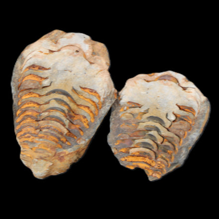 Flexicalymene Trilobite Pair from Morocco 50*35*23mm 48g in sunlight - Rocks and Things Store