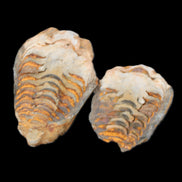 Flexicalymene Trilobite Pair from Morocco 50*35*23mm 48g in sunlight - Rocks and Things Store
