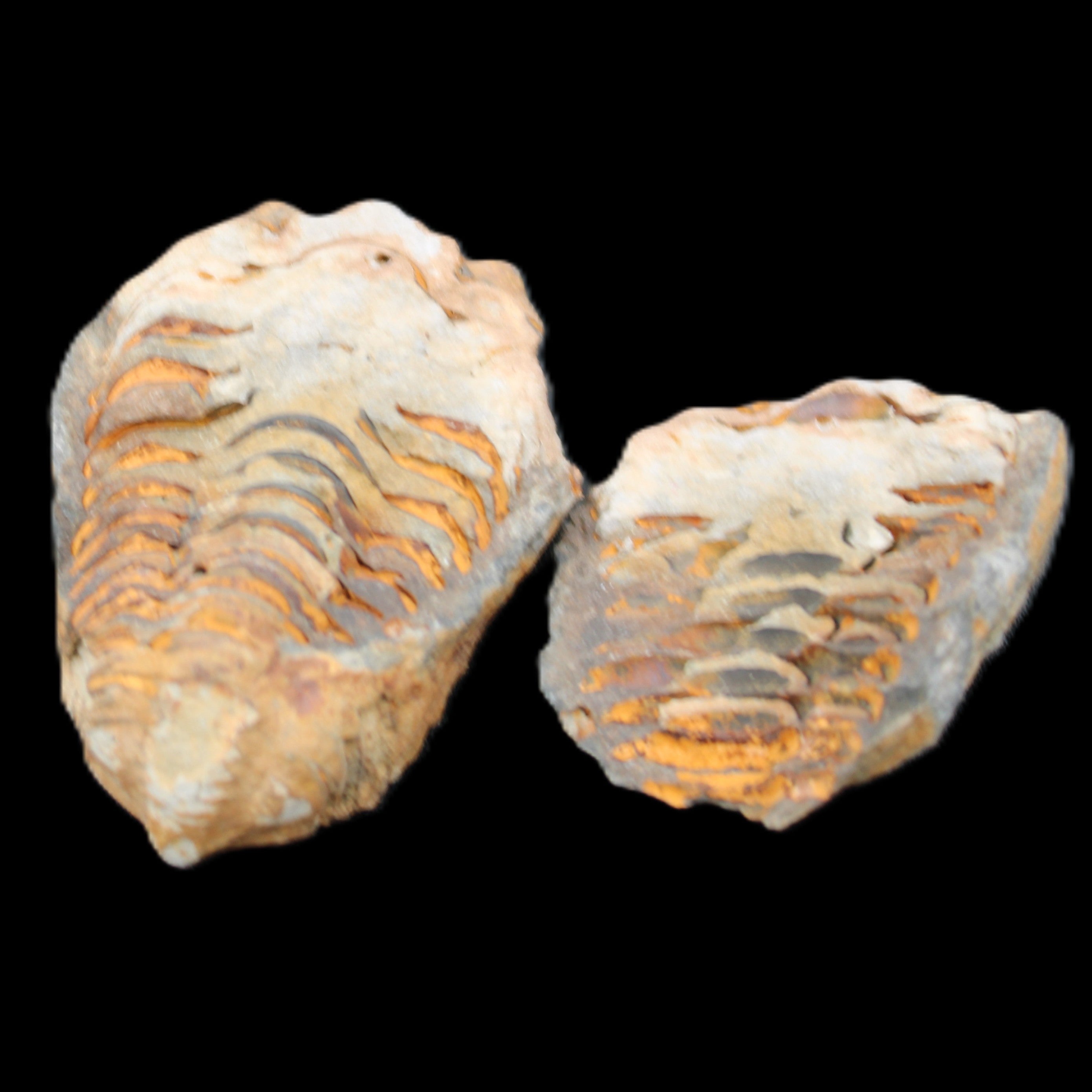 Flexicalymene Trilobite Pair from Morocco 50*35*23mm 48g in sunlight - Rocks and Things Store