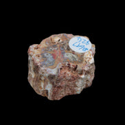 Petrified Wood polished slice from Madagascar 54-58g in sunlight - Rocks and Things Store