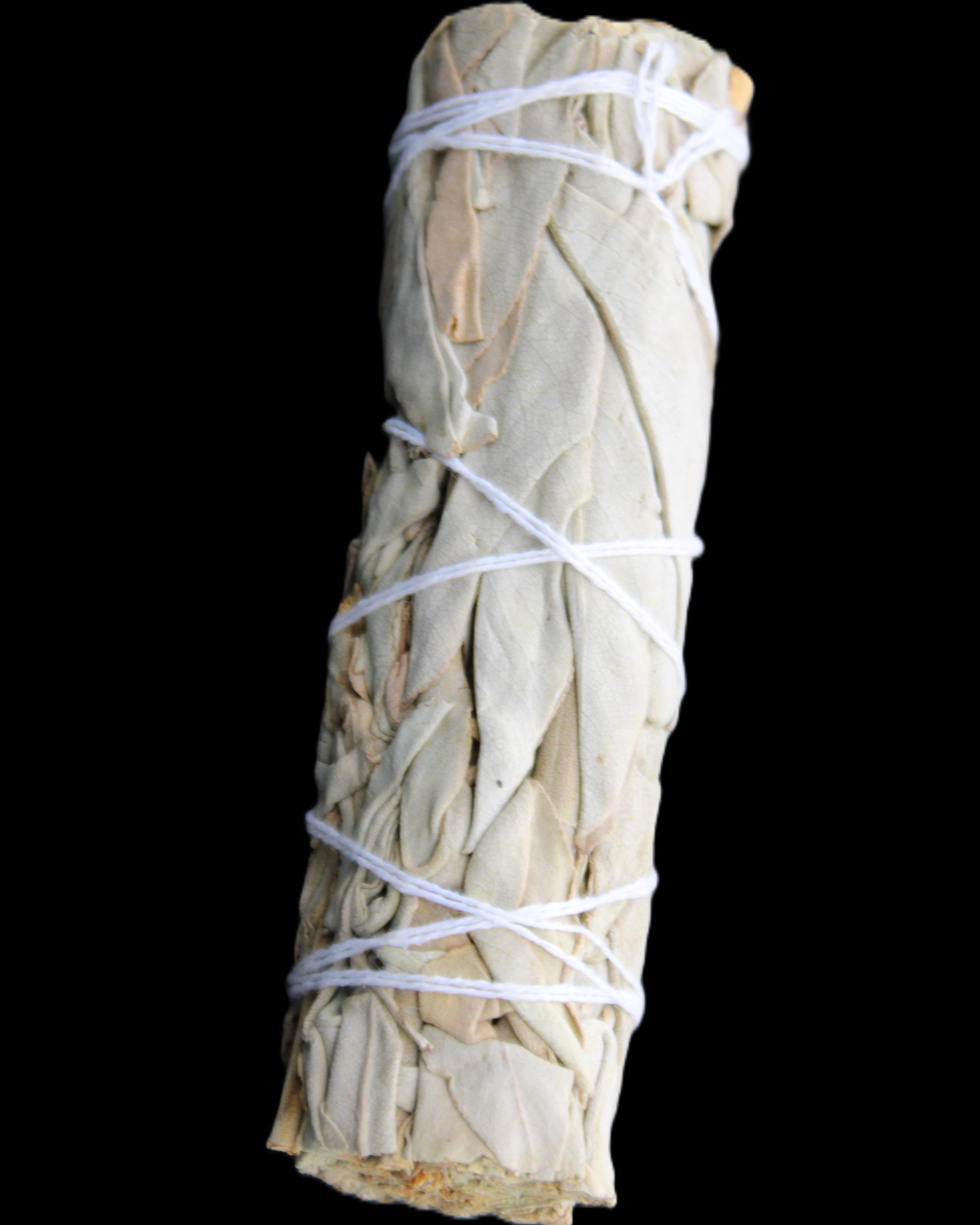 White Sage Smudge Stick 25-28*100mm in sunlight - Rocks and Things Store