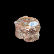 Petrified Wood polished slice from Madagascar 54-58g in sunlight - Rocks and Things Store