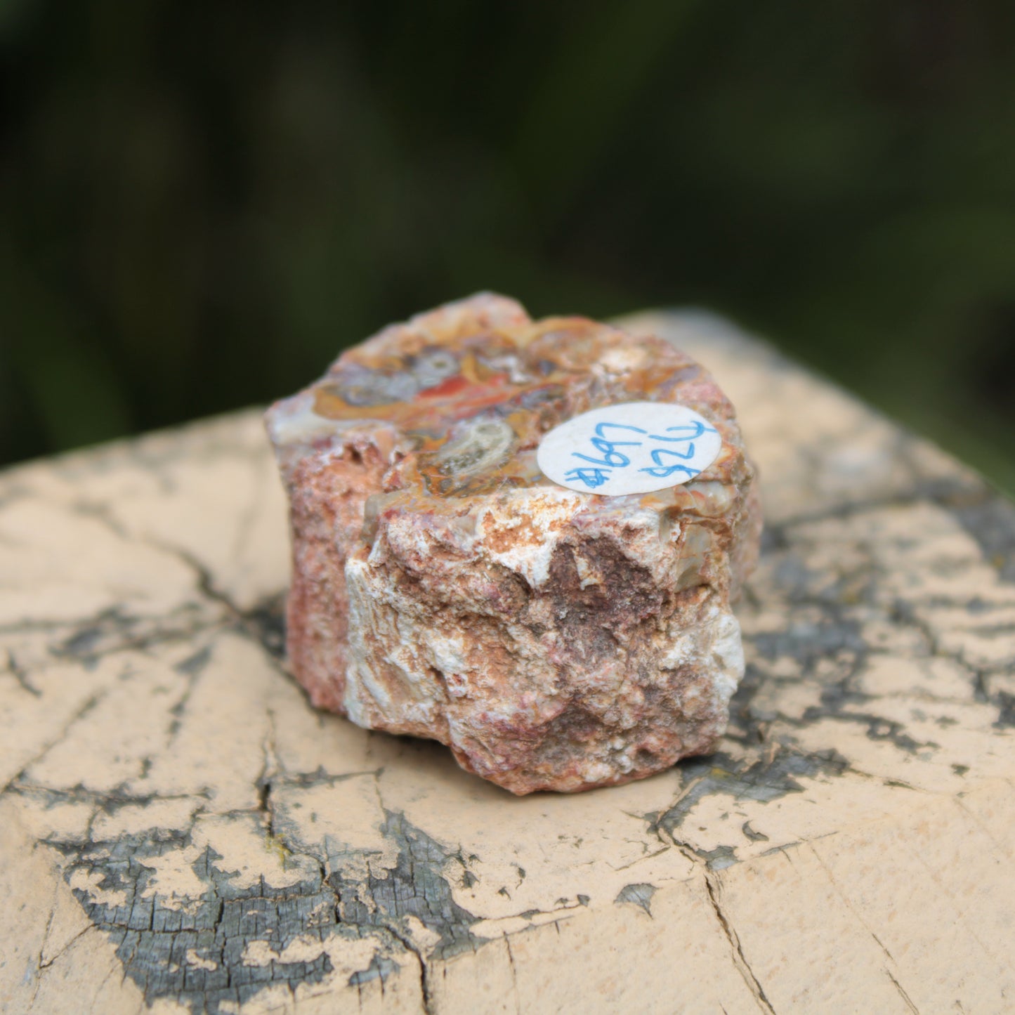 Petrified Wood polished slice from Madagascar 54-58g