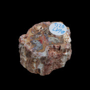 Petrified Wood polished slice from Madagascar 54-58g in sunlight - Rocks and Things Store