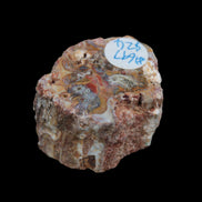 Petrified Wood polished slice from Madagascar 54-58g in sunlight - Rocks and Things Store