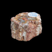 Petrified Wood polished slice from Madagascar 54-58g in sunlight - Rocks and Things Store