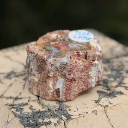 Petrified Wood polished slice from Madagascar 54-58g
