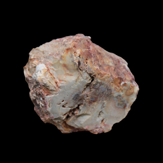 Petrified Wood polished slice from Madagascar 54-58g in sunlight - Rocks and Things Store