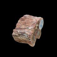 Petrified Wood polished slice from Madagascar 54-58g in sunlight - Rocks and Things Store