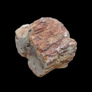 Petrified Wood polished slice from Madagascar 54-58g in sunlight - Rocks and Things Store