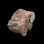 Petrified Wood polished slice from Madagascar 54-58g in sunlight - Rocks and Things Store