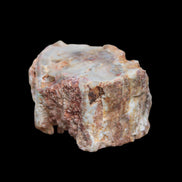 Petrified Wood polished slice from Madagascar 54-58g in sunlight - Rocks and Things Store