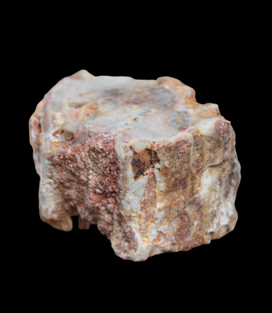 Petrified Wood polished slice from Madagascar 54-58g in sunlight - Rocks and Things Store