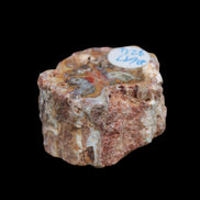 Petrified Wood polished slice from Madagascar 54-58g in sunlight - Rocks and Things Store