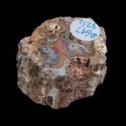 Petrified Wood polished slice from Madagascar 54-58g in sunlight - Rocks and Things Store