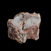 Petrified Wood polished slice from Madagascar 54-58g in sunlight - Rocks and Things Store