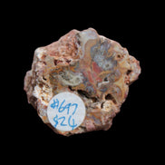 Petrified Wood polished slice from Madagascar 54-58g Rocks and Things