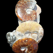 Ammonite specimen piece from Madagascar 250*180*110mm 3700g in sunlight - Rocks and Things Store