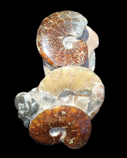 Ammonite specimen piece from Madagascar 250*180*110mm 3700g in sunlight - Rocks and Things Store