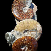 Ammonite specimen piece from Madagascar 250*180*110mm 3700g in sunlight - Rocks and Things Store