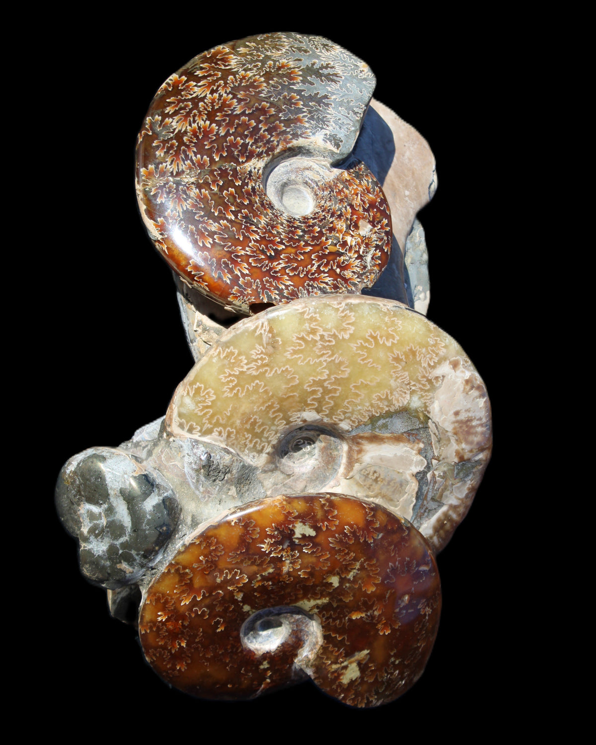 Ammonite specimen piece from Madagascar 250*180*110mm 3700g in sunlight - Rocks and Things Store