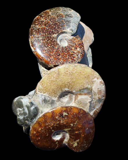 Ammonite specimen piece from Madagascar 250*180*110mm 3700g in sunlight - Rocks and Things Store